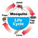 mosqito life cycle